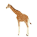 :zoogiraffe: