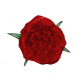 Series 1 - Bloomed
