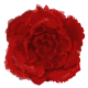 Series 1 - Full Bloom