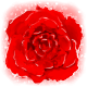 Series 1 - Luminous Bloom