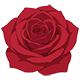 Series 1 - red_flower