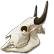 :dod_Bison_skull: