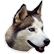 :tihusky: