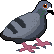 :pigeoneye: