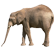 :BigElephant: