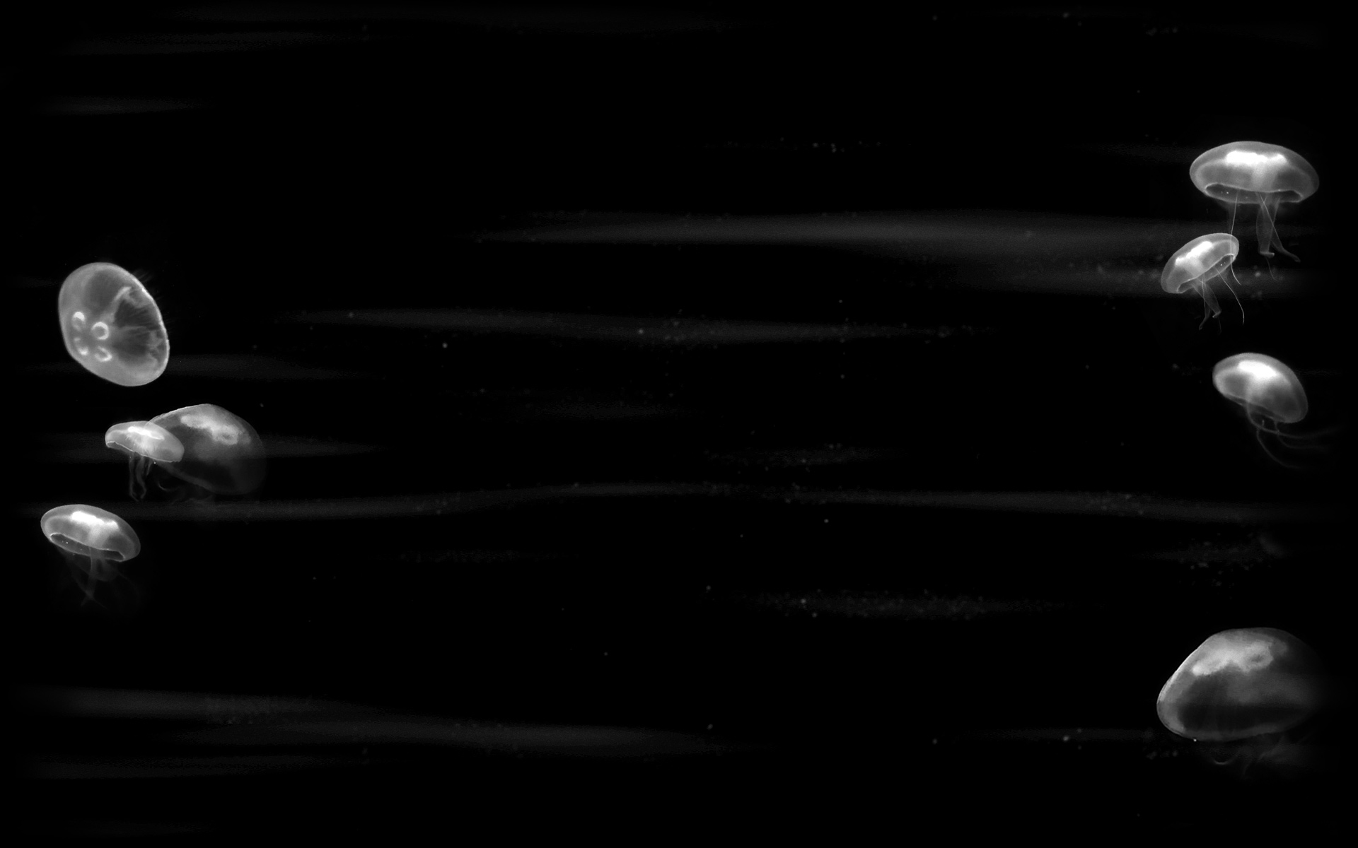 Jellyfish