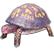 :lost_turtle:
